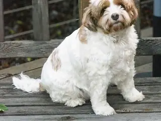 Cavapoo, Hund