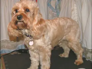 Chien Cockapoo