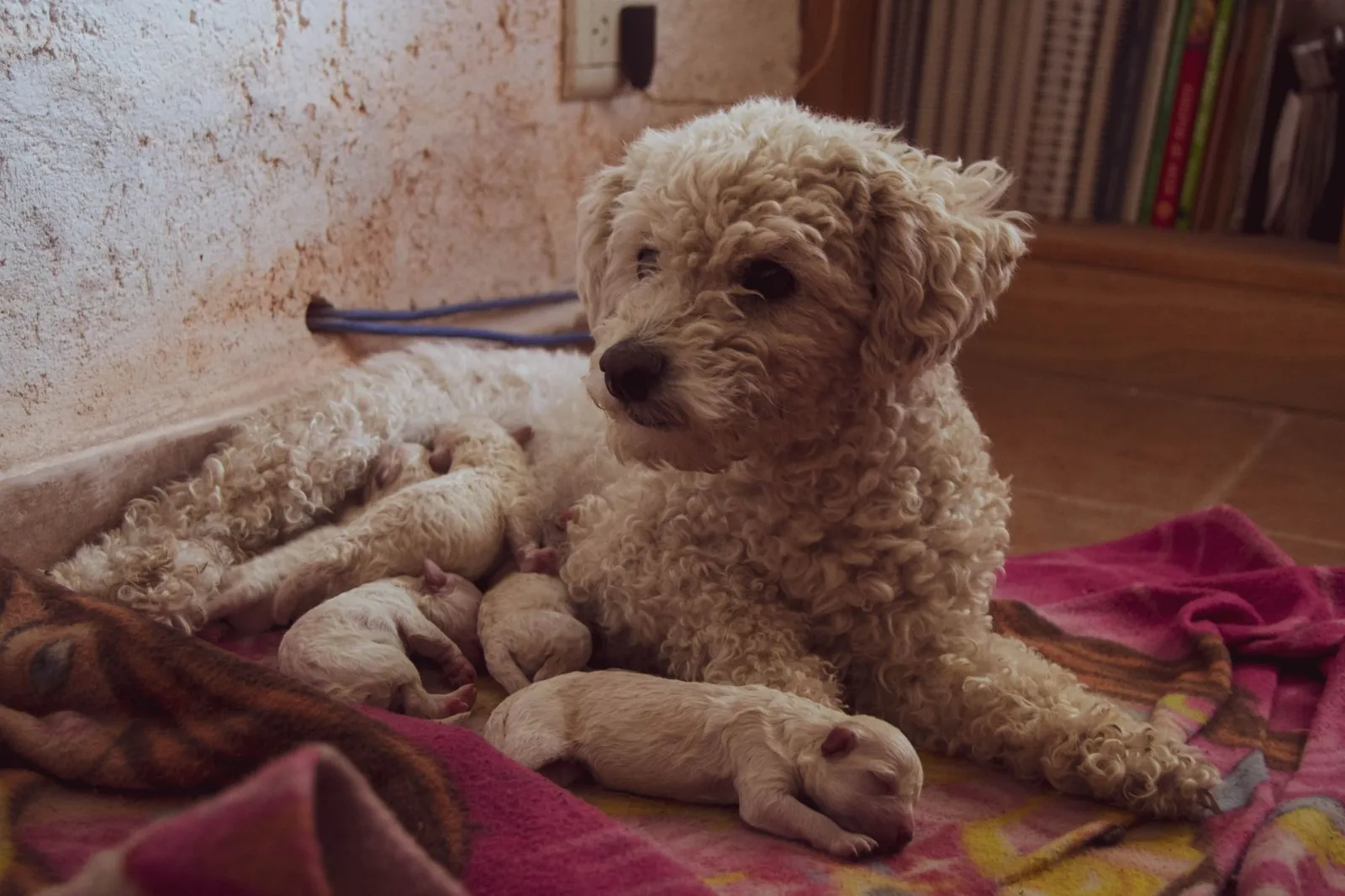 Una cagna sdraiata con la sua cucciolata appena nata su una coperta